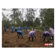 宜章县笆篱镇：开春植树忙 谋划大振兴