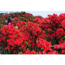 散文 | 南山岭上杜鹃开