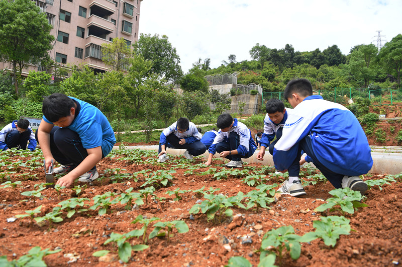 郴州市十五中：劳动实践课堂进校园