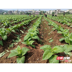 永兴县掀起烤烟大田培土高潮