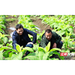 宜章:唤醒抛荒地 播种“希望田”