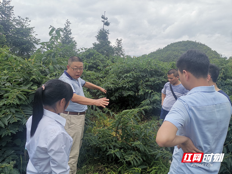 2万亩金银花在半条被子发生地开出了“致富花”