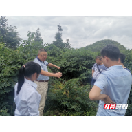 2万亩金银花在半条被子发生地开出了“致富花”