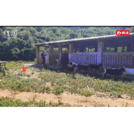 宜章：矫正对象成了“羊司令”