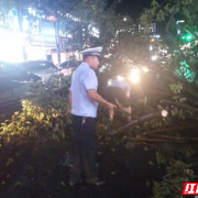 狂风暴雨突袭刮倒树木，永兴交警出手清走“拦路虎”