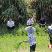 苏仙区：有的放矢精准护航乡村振兴