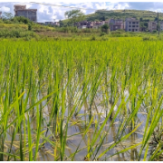 桂阳：清淤疏渠引活水 全力抗旱保灌溉