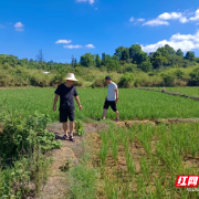 永兴县东风管理所：战高温抗旱服务保灌溉