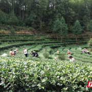 “喜迎二十大·倍增看变化”｜桂东大塘镇：三种模式培育壮大村集体经济