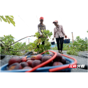 资兴：中国农民丰收节 无花果丰收上市