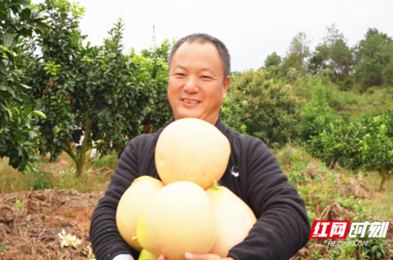 宜章县玉溪镇清水村：“柚”到丰收季 果农笑开颜