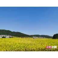 宜章迎春镇：种粮大户走上致富大“稻”