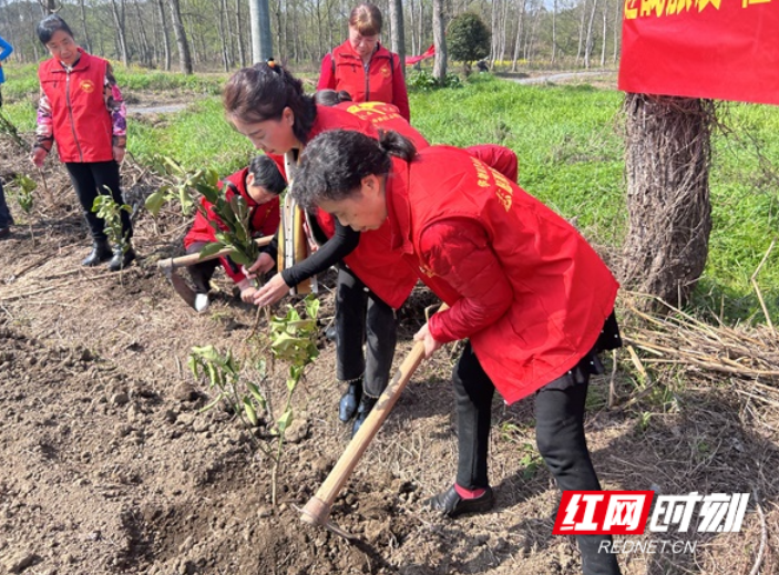 北湖区燕泉街道：植树添新绿 助力旅发会