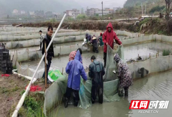 “三湘护农”郴州在行动 ｜郴州市自然资源和规划局迅速处置一起“非粮化”问题