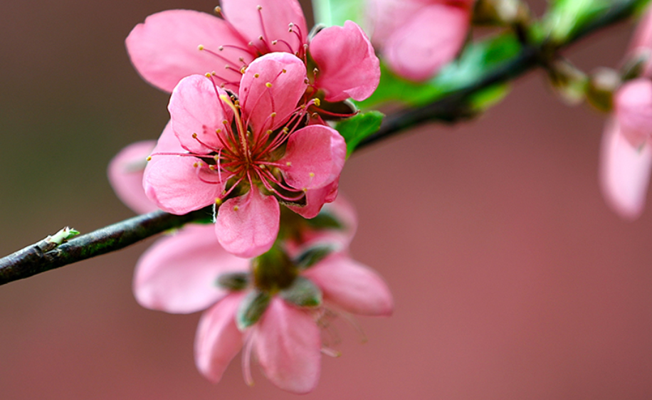 3月31日！桂东高山桃花节开幕