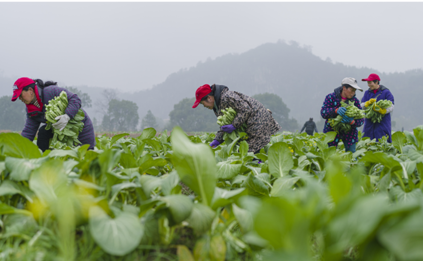 陈兴：让更多村民实现家门口致富