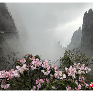 不负春光不负花：“天下莽山”开启赏花模式