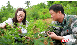 曹中华：一颗小花椒托起村民致富梦