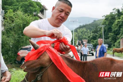 临武县举行“牛王诞信俗”民俗活动