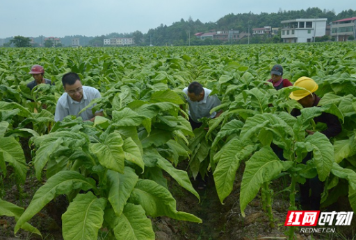 安仁竹山乡：烤烟产业“三个到位”助力“三量齐升”