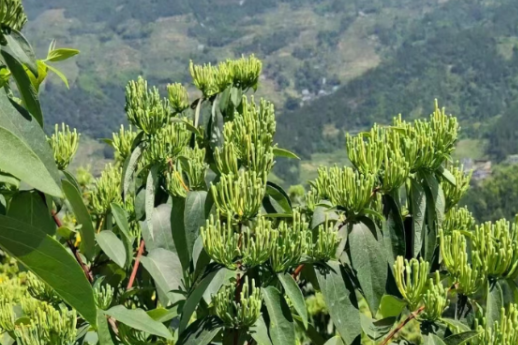 沙洲日记｜又是一年金银花开时
