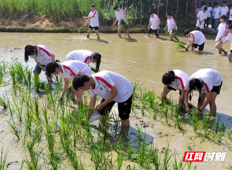 汝城二中：将课堂搬进田间地头 探索劳动育人新模式