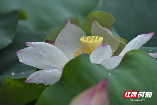 安仁：雨中荷花，不一样的美