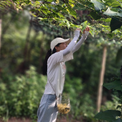 宜章县大元村：罗汉果基地“点花”忙