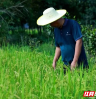 退役军人张忠杨：心怀山海情 一路追逐田野梦