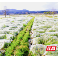 组图 | 临武：应节上市年年有“芋”