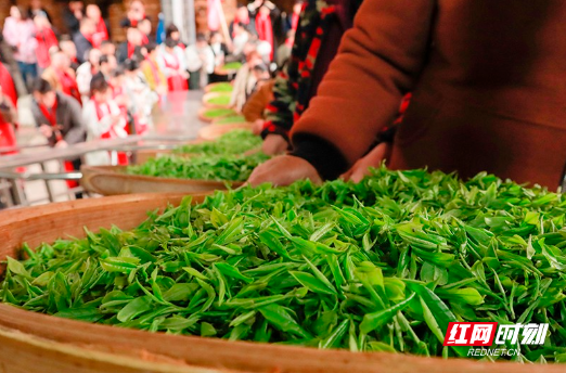 又闻春茶香 玲珑王生态茶园抢“鲜”开园