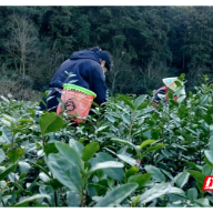 又到春茶采摘时 茶农增收乐开怀