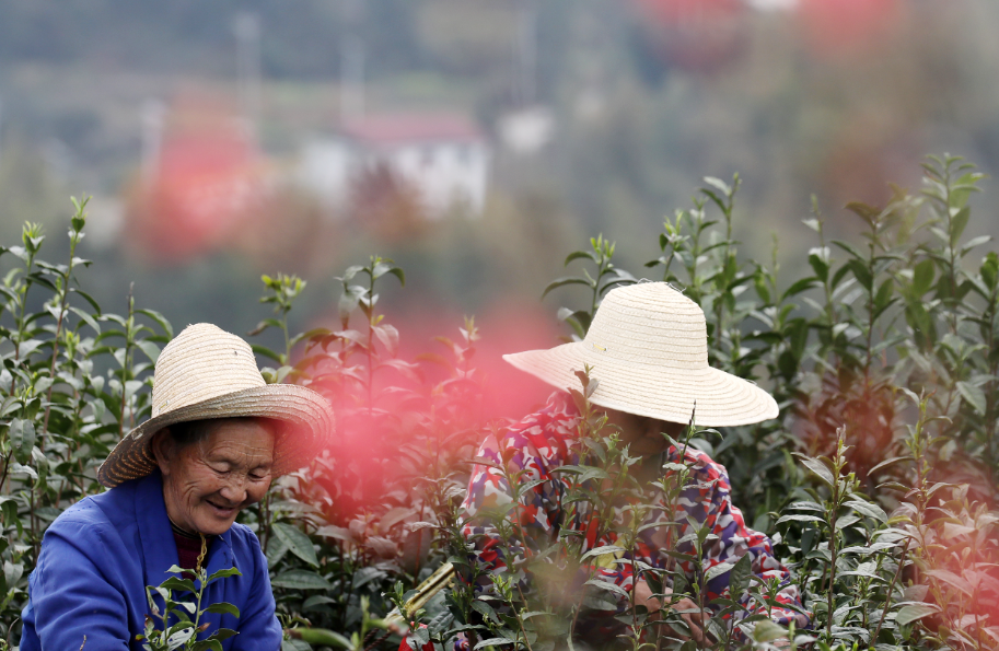 资兴：明前茶飘香 茶农采摘忙