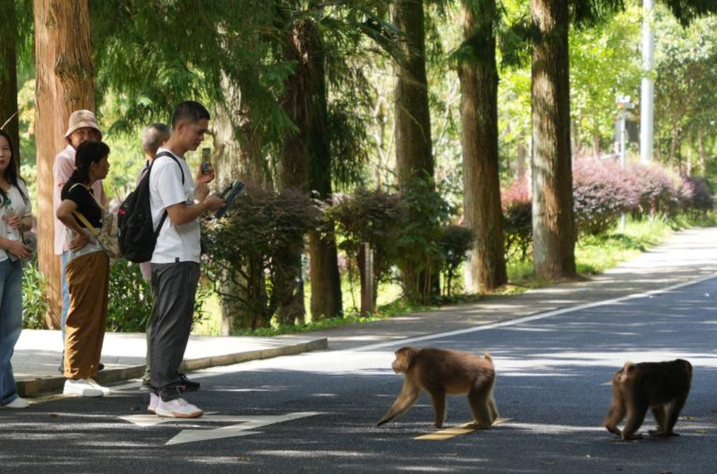 宜章莽山：短尾猴“组团”下山“添灵气”
