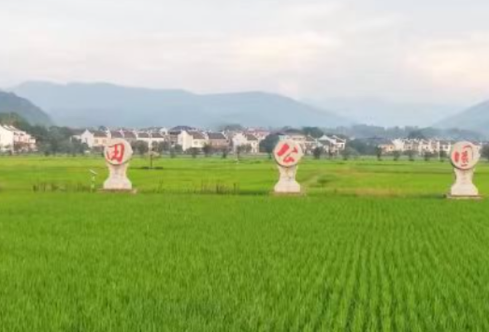 安仁：稻浪千重绘金秋 农旅融合惠民生