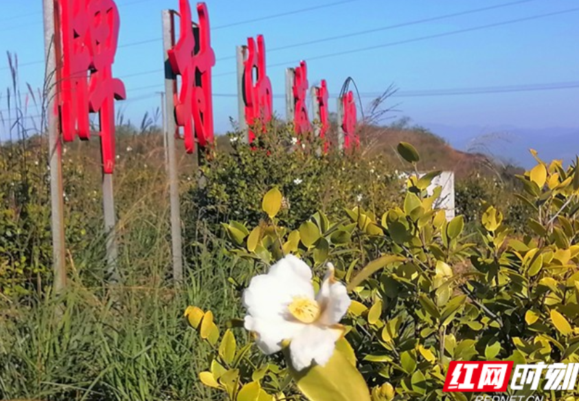 资兴市唐洞街道:油茶花白如玉 绘就乡村致富景