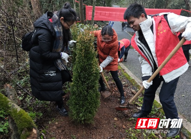 北湖区燕泉街道：与春相约 “植”此青绿