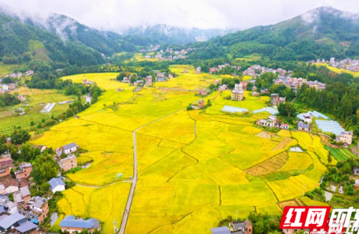 桂东：大塘米香  味动四方