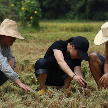 苏仙区：低茬收割助力秸秆综合利用