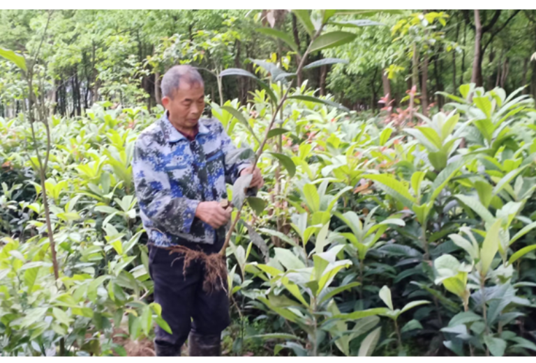 宜章县：脐橙苗购销两旺