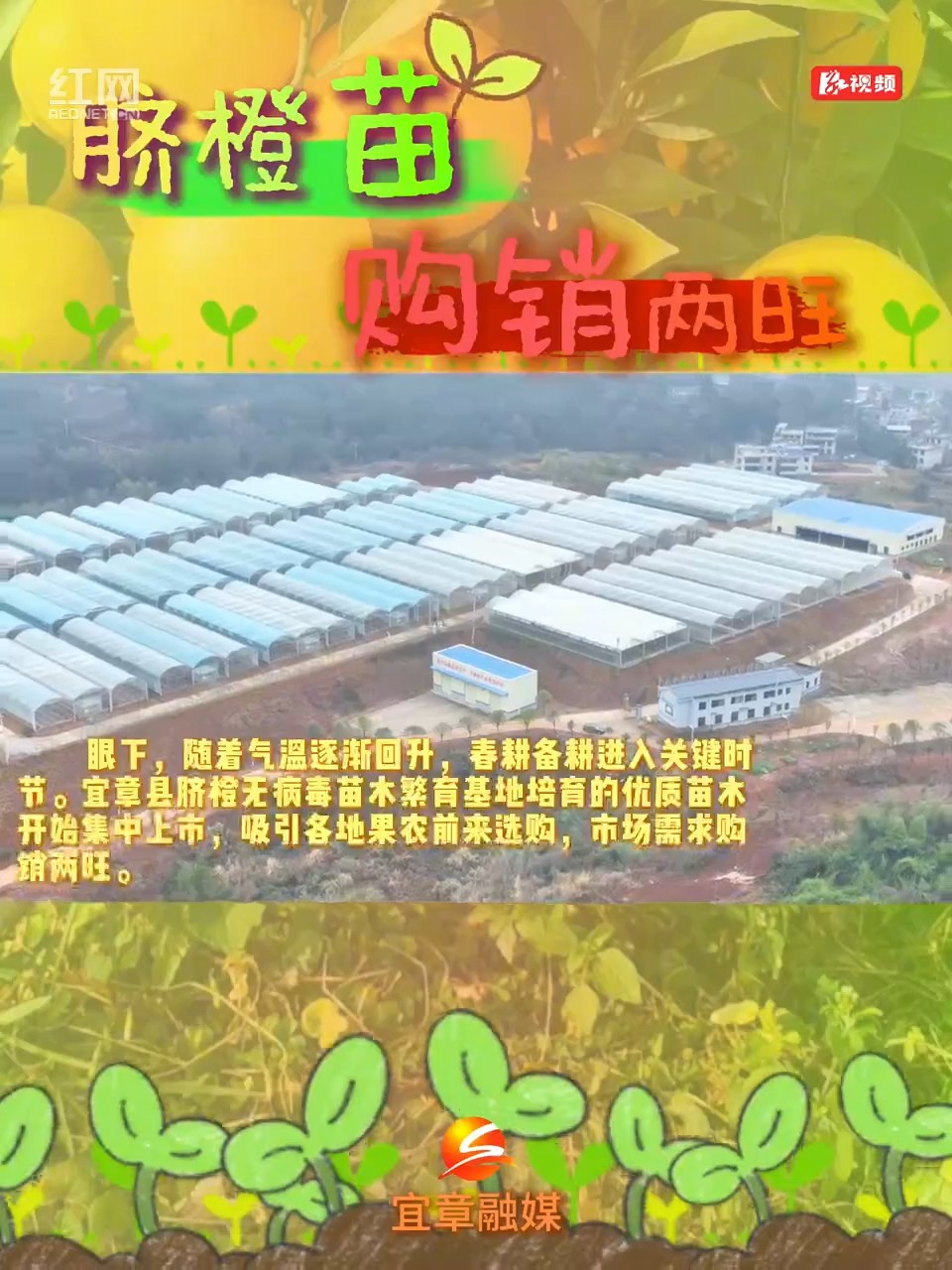 宜章县:脐橙苗购销两旺