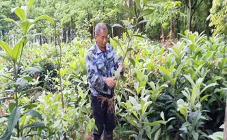 宜章县：脐橙苗购销两旺