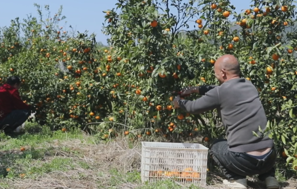 桂阳县：百亩沃柑喜丰收 果香四溢促振兴