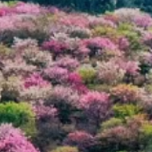 桂阳县:樱花二期“粉红佳人”盛开引客来踏春