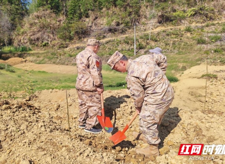 汝城县濠头乡武装部开展义务植树活动：凝聚民兵力量 助力生态振兴
