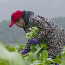宜章县：春耕好时节 烟叶移栽忙