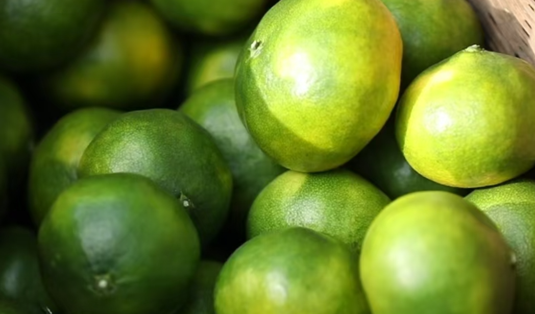 水产品 | 东江蜜桔