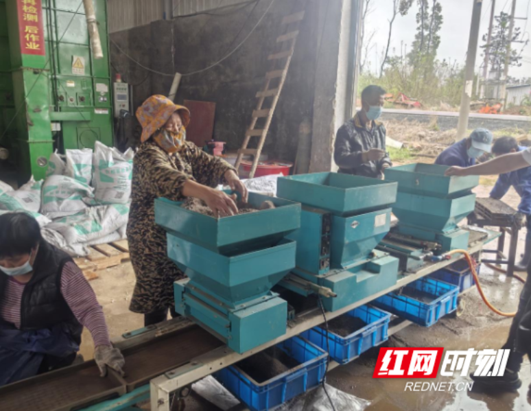 永兴县悦来镇：机械上阵助春耕 集中育秧效率高