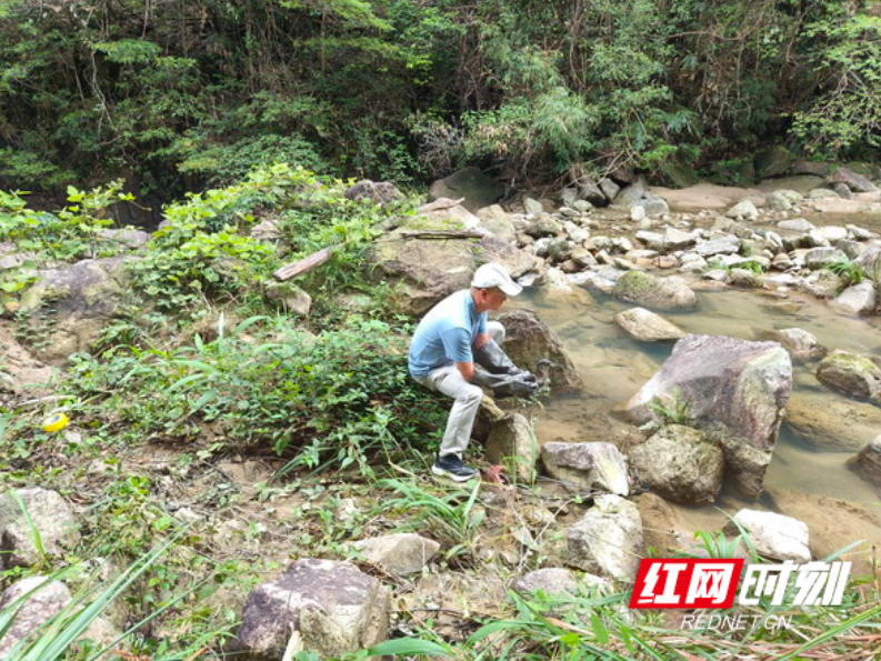 康复后海南鳽在九龙江国家森林公园放归自然