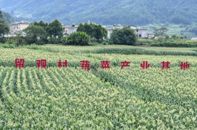 汝城县：延寿四大基地齐发力 特色产业鼓腰包